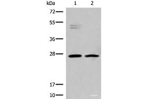 Western blot analysis of K562 and Jurkat cell lysates using HLA-DMB Polyclonal Antibody at dilution of 1:550 (HLA-DMB 抗体)