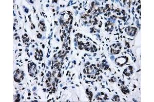 Immunohistochemistry (IHC) image for anti-RalA Binding Protein 1 (RALBP1) antibody (ABIN1500585) (RALBP1 抗体)