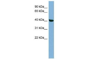 PRKX antibody used at 1 ug/ml to detect target protein.