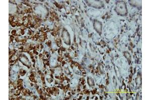 Image no. 2 for anti-serine/threonine Kinase 4 (STK4) (AA 1-40) antibody (ABIN598949) (STK4 抗体  (AA 1-40))