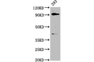 Western Blot Positive WB detected in: 293 whole cell lysate All lanes: DHX15 antibody at 3. (DHX15 抗体  (AA 371-502))