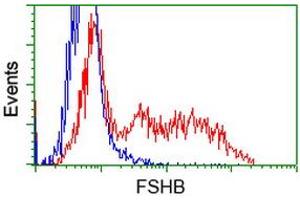 Flow Cytometry (FACS) image for anti-Follicle Stimulating Hormone, beta Polypeptide (FSHB) antibody (ABIN1498317) (FSHB 抗体)