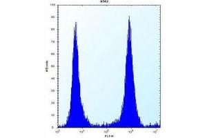 Flow cytometric analysis of K562 cells using MCF2 Antibody (C-term) Cat.