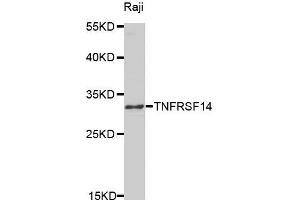 Western blot analysis of extracts of Raji cell line, using TNFRSF14 antibody. (HVEM 抗体  (AA 39-202))