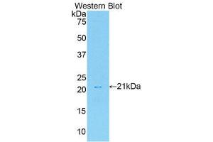 Western Blotting (WB) image for anti-Hepatocyte Growth Factor (Hepapoietin A, Scatter Factor) (HGF) (AA 306-471) antibody (ABIN3209598) (HGF 抗体  (AA 306-471))