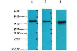 Western Blotting (WB) image for anti-Fumarate Hydratase (FH) antibody (ABIN3178626) (FH 抗体)