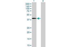 Western Blot analysis of BSND expression in transfected 293T cell line by BSND MaxPab polyclonal antibody. (BSND 抗体  (AA 1-320))