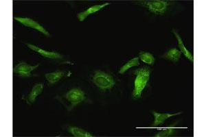 Immunofluorescence (IF) image for anti-Ubiquitin Specific Peptidase 10 (USP10) (AA 1-798) antibody (ABIN948774)