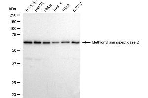 Western blotting analysis using Methionyl aminopeptidase 2 antibody (ABIN7799384). (Recombinant METAP2 抗体)