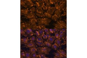 Immunofluorescence analysis of C6 cells using SCGB3A2 antibody (ABIN6147429) at dilution of 1:100. (SCGB3A2 抗体  (AA 1-93))