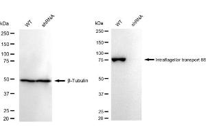 Western blotting analysis using Intraflagellar transport 88 antibody (ABIN7799119). (Recombinant IFT88 抗体)