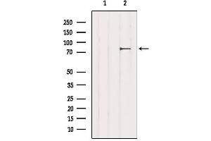 Western blot analysis of extracts from 3T3, using CHAT Antibody. (Choline Acetyltransferase 抗体  (C-Term))