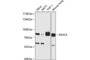 Western blot analysis of extracts of various cell lines, using EXOC5 antibody (ABIN6127884, ABIN6140368, ABIN6140369 and ABIN6224958) at 1:3000 dilution. (EXOC5 抗体  (AA 340-610))