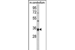 Western blot analysis ofGGPS1 Antibody (C-term) (ABIN389056 and ABIN2839265) in mouse cerbellum tissue lysates (35 μg/lane). (GGPS1 抗体  (C-Term))