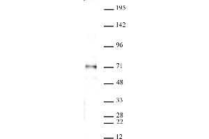 SMAD4 antibody (pAb) tested by Western blot. (SMAD4 抗体  (N-Term))