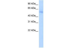 WB Suggested Anti-NAB1 Antibody Titration:  0. (NAB1 抗体  (N-Term))
