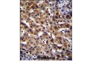 SCA5B Antibody (N-term) (ABIN655215 and ABIN2844826) immunohistochemistry analysis in formalin fixed and raffin embedded human liver tissue followed by peroxidase conjugation of the secondary antibody and DAB staining. (SPACA5B 抗体  (N-Term))