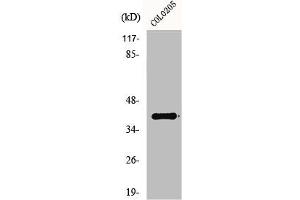 Western Blot analysis of HepG2 cells using GPR52 Polyclonal Antibody