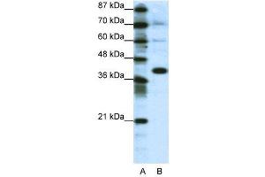 WB Suggested Anti-JUN  Antibody Titration: 1. (C-JUN 抗体  (N-Term))