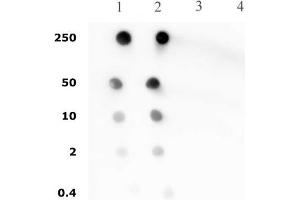 Histone H4 pan-acetyl antibody (pAb) tested by dot blot analysis. (Histone H4 抗体  (acetylated, N-Term))