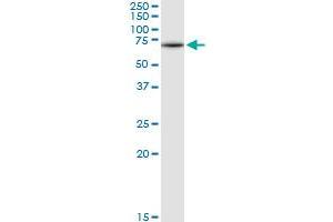 GNS MaxPab rabbit polyclonal antibody. (GNS 抗体  (AA 1-552))