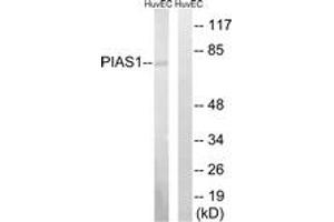 Western blot analysis of extracts from HuvEc cells, using PIAS1 Antibody. (PIAS1 抗体  (AA 10-59))