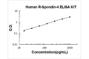 Human R-Spondin-4 PicoKine ELISA Kit standard curve