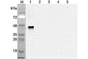 Western blot analysis using anti-Sirtuin 6 (human), mAb (S6R82-2)  at 1:2'000 dilution. (SIRT6 抗体)