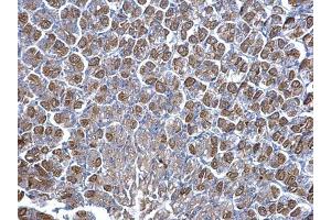 IHC-P Image NNT antibody detects NNT protein at cytosol on mouse stomach by immunohistochemical analysis. (NNT 抗体  (C-Term))
