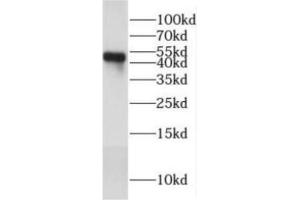 2019 nCOV N protein were subjected to SDS-PAGE followed by western blot with ABIN6952768 (anti- 2019 nCOV N protein Monoclonal antibody) at dilution of 1 μg/mL (SARS-CoV-2 Nucleocapsid 抗体)
