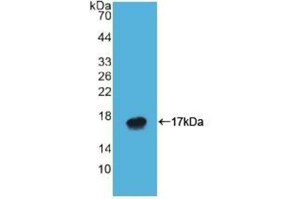 ATP4A Antikörper  (AA 798-896)