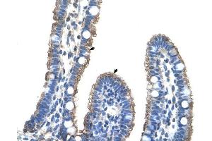 C9ORF127 antibody was used for immunohistochemistry at a concentration of 4-8 ug/ml to stain Epithelial cells of intestinal villus (arrows) in Human Intestine. (TMEM8B 抗体  (Middle Region))