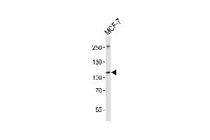 Western blot analysis of lysate from MCF-7 cell line, using NTRK3 Antibody (Center) (ABIN6243920 and ABIN6577806). (NTRK3 抗体  (AA 393-426))