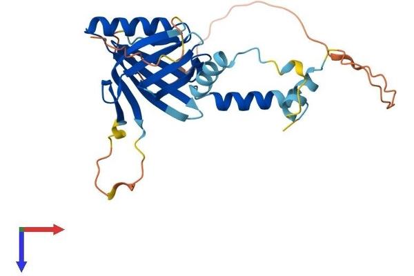 Chromosome 15 Open Reading Frame 60 (C15ORF60) (AA 1-266) protein (His tag)