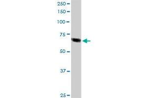 TFE3 MaxPab rabbit polyclonal antibody. (TFE3 抗体  (AA 1-575))