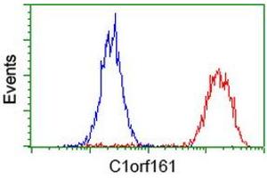 Image no. 3 for anti-Mab-21-Like 3 (MAB21L3) antibody (ABIN1497030) (MAB21L3 抗体)
