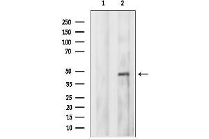 anti-SH3-Domain Binding Protein 5 (SH3BP5) (N-Term) antibody