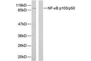 Western blot analysis of extracts from HeLa cells, using NF-kappaB p105/p50 (Phospho-Ser893) Antibody. (NFKB1 抗体  (pSer893))
