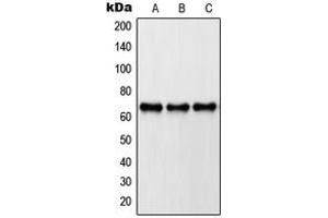 Western blot analysis of Paxillin expression in A431 (A), HeLa (B), NIH3T3 (C) whole cell lysates.