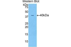 Western Blotting (WB) image for anti-Angiopoietin 4 (ANGPT4) (AA 32-144) antibody (ABIN1857997) (Angiopoietin 4 抗体  (AA 32-144))