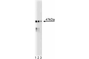 Western blot analysis of BAF47 on a mouse cerebrum lysate. (SMARCB1 抗体  (AA 257-359))