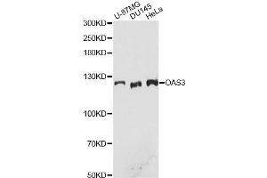 Western blot analysis of extracts of various cell lines, using OAS3 antibody. (OAS3 抗体)