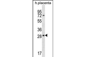 EAN57 Antibody (N-term) (ABIN1538801 and ABIN2848474) western blot analysis in human placenta tissue lysates (35 μg/lane). (TEX33 抗体  (N-Term))