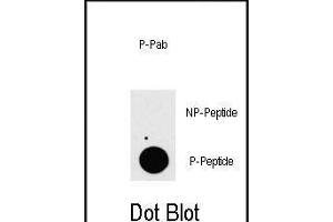 Dot blot analysis of anti-P3K7IP1-p Phospho-specific Pab (ABIN389806 and ABIN2839699) on nitrocellulose membrane. (TAB1 抗体  (pSer423))