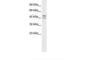 Image no. 1 for anti-Period Homolog 3 (PER3) (AA 104-153) antibody (ABIN6735888) (PER3 抗体  (AA 104-153))