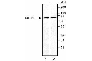 Western blot analysis of MLH1. (MLH1 抗体)