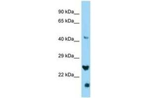 Image no. 1 for anti-IZUMO Family Member 4 (IZUMO4) (C-Term) antibody (ABIN6748351)