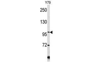 Image no. 1 for anti-Collagen, Type VI (COL6) (C-Term), (Chain alpha 1) antibody (ABIN452856) (COL6 抗体  (C-Term, Chain alpha 1))