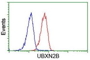 Image no. 4 for anti-UBX Domain Protein 2B (UBXN2B) antibody (ABIN1501660) (UBXN2B 抗体)
