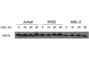ISG15 antibody western blot analysis in Jurkat, K562 and AML-2 lysate treated with CQ (0/10/20/30uM) for 24 hours.
